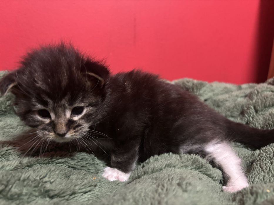 Kocurek Maine coon z rodowodem FPL