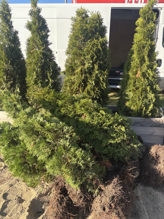 Tuje szmaragd TANIO odbior