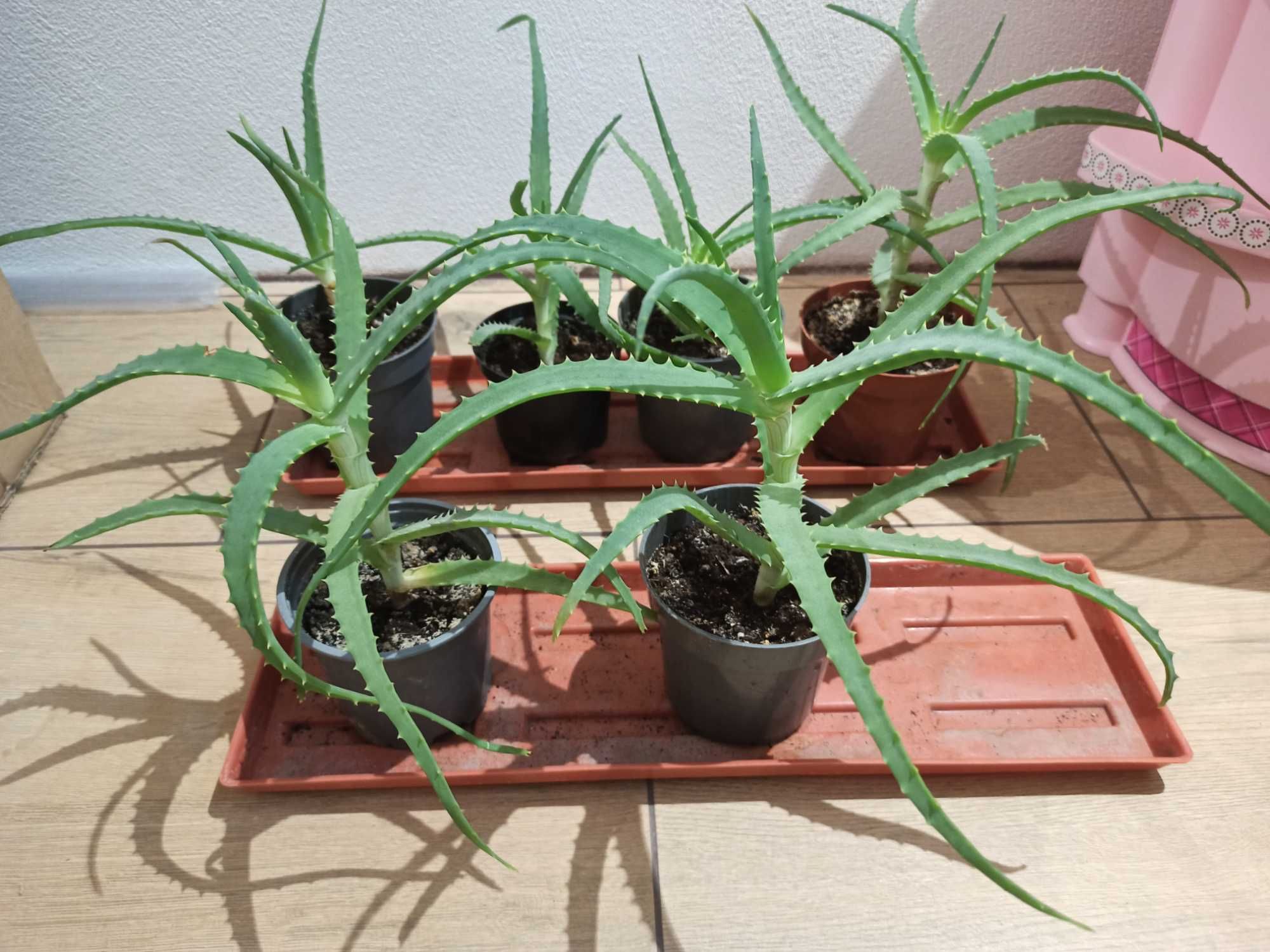 Aloes sadzonka ukorzeniona