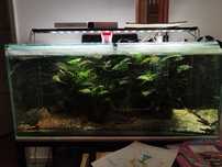 Aquário completo 200l