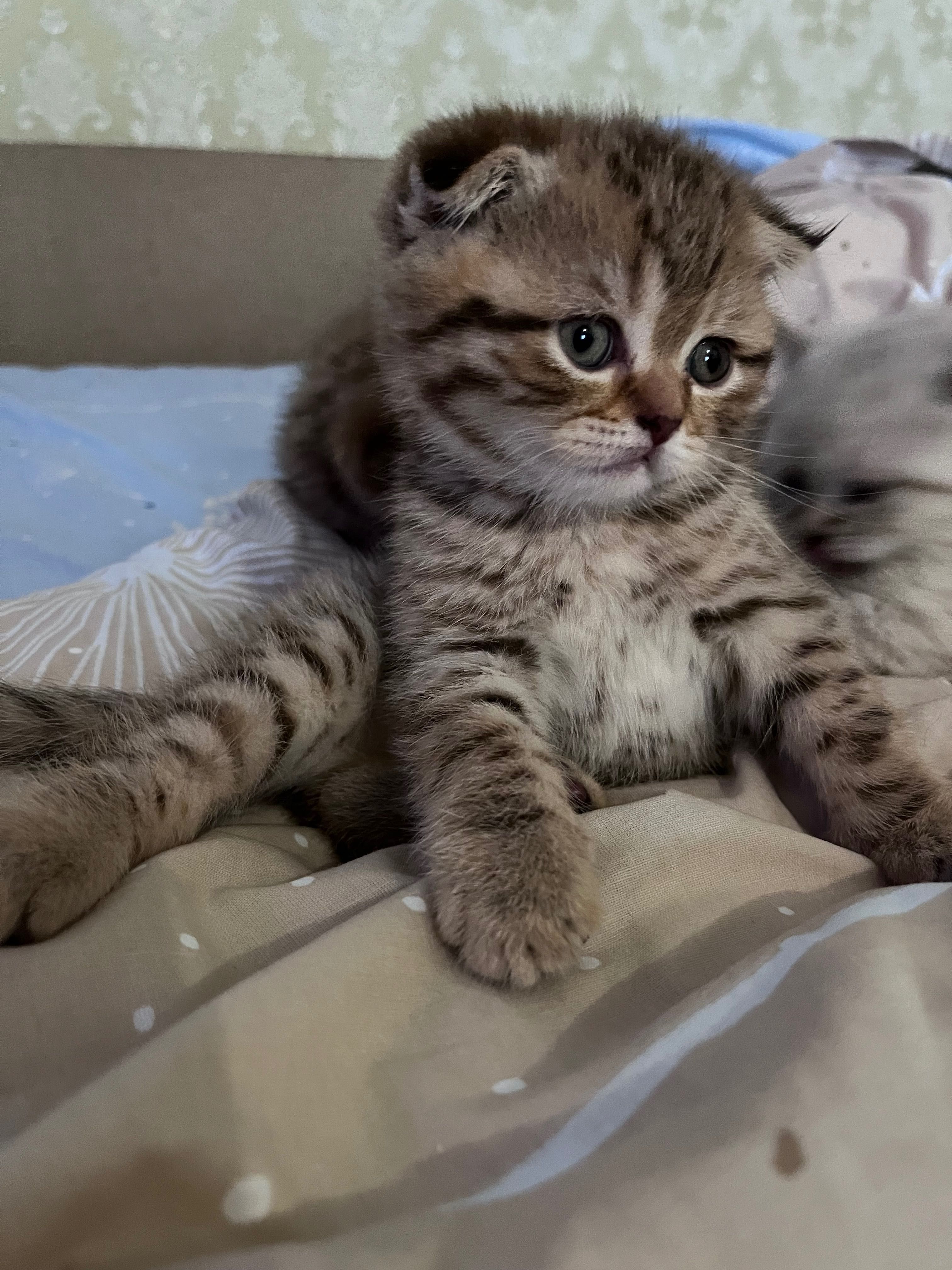 Шотландські кошенята (висловухі та прямоухі)
