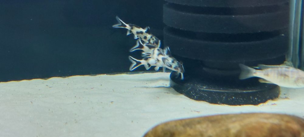 Tanganika Malawi Synodontis Polli White