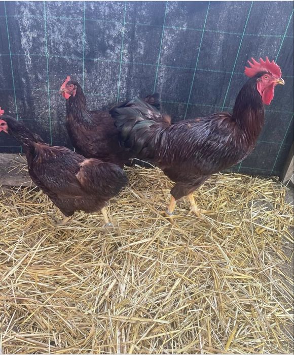 Rhode island red ovos