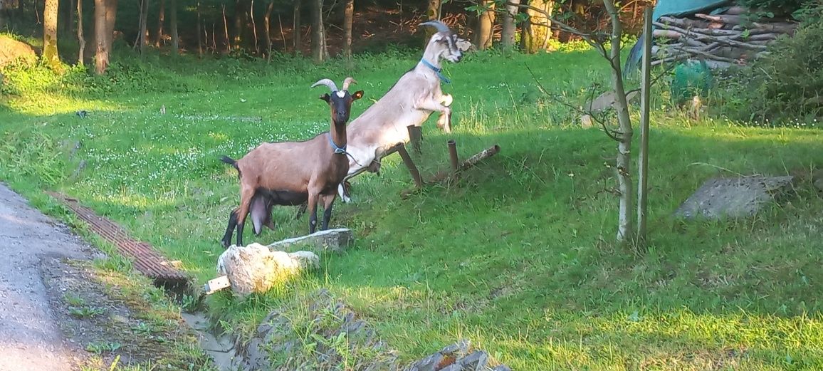 Kozie mleczko , feta , podpuszczkowy