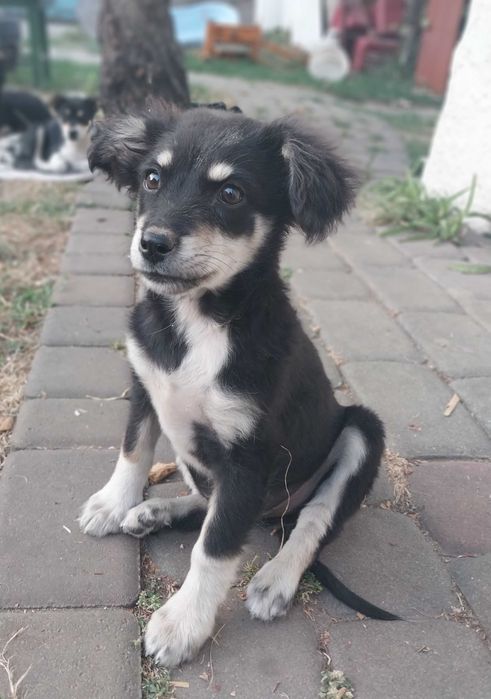 Собачки в добрі руки