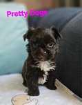 York Yorkshire terrier czekoladowa suczka