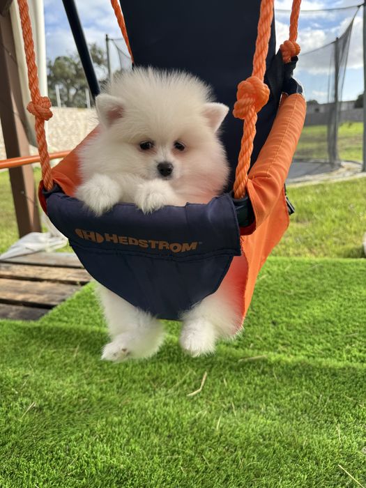 Spitz Alemão  maravilhosa