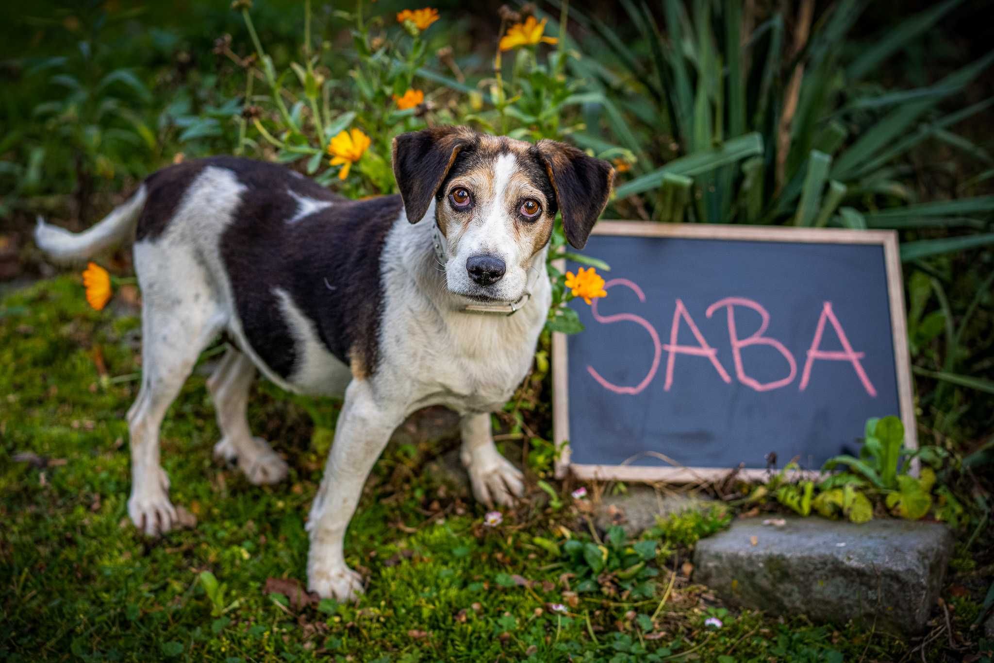 Saba beagle do adopcji. Pokochaj ją!