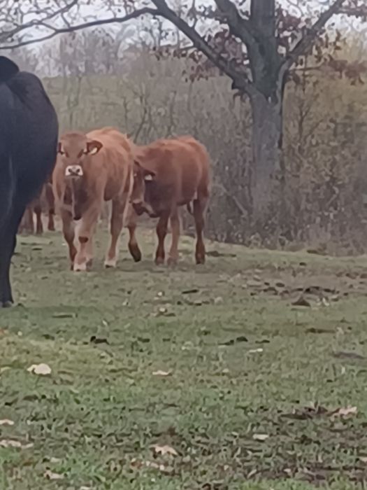 Sprzedam jałówki i dwa beczki