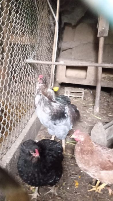 Galos e galinhas raça aroucana