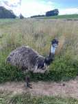 Emu samica 2022