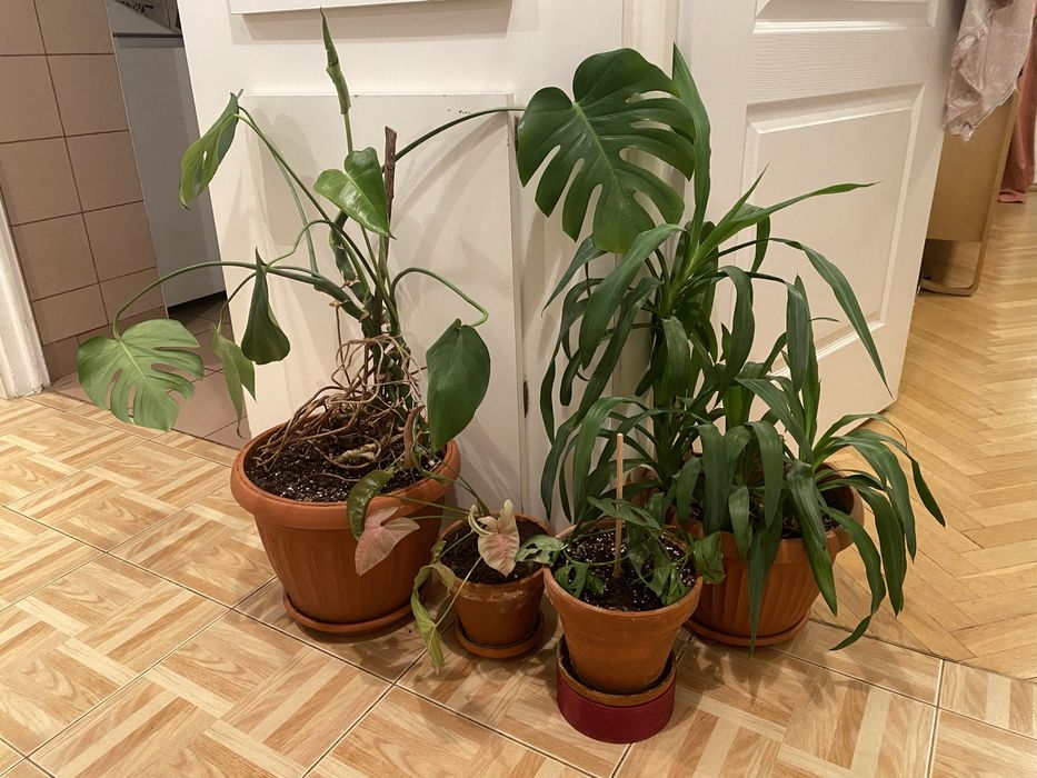 Zestaw roślin z doniczkami monstera juka monkey syngonium