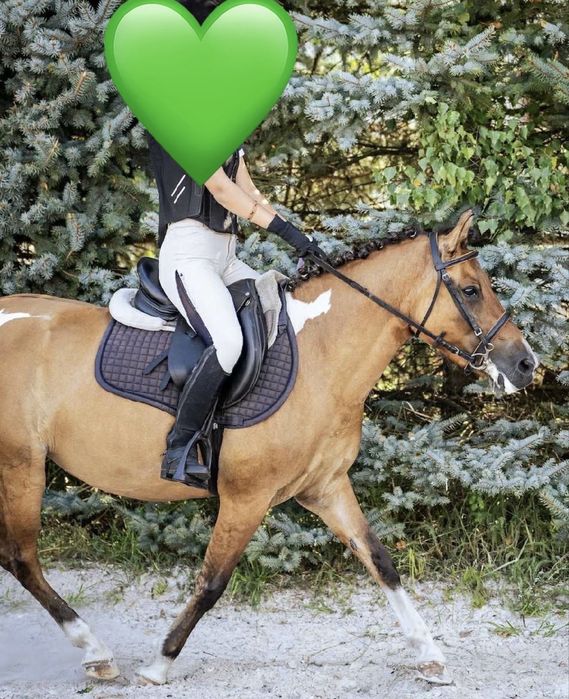 Klacz huculska 7 lat