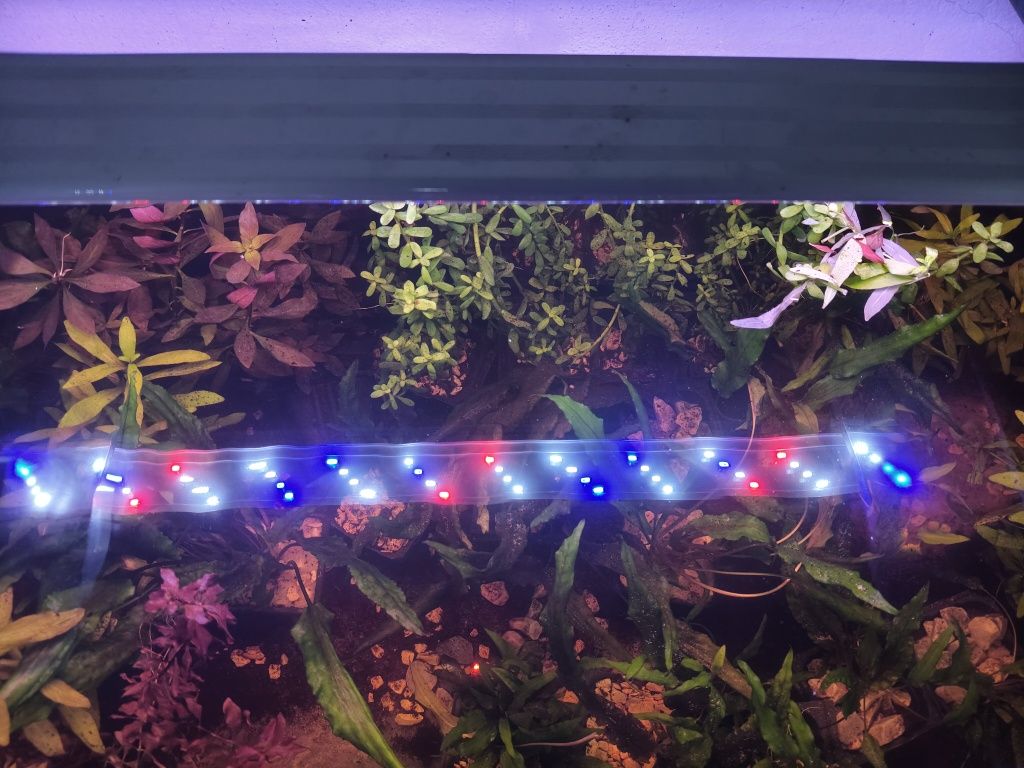Plantas  aquário
