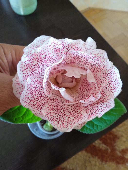 Глоксинии,Глоксинії.