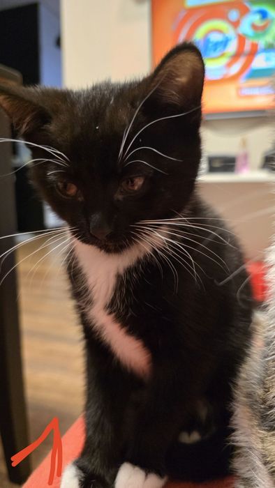 Kotek 2 m-ce łódź kotki