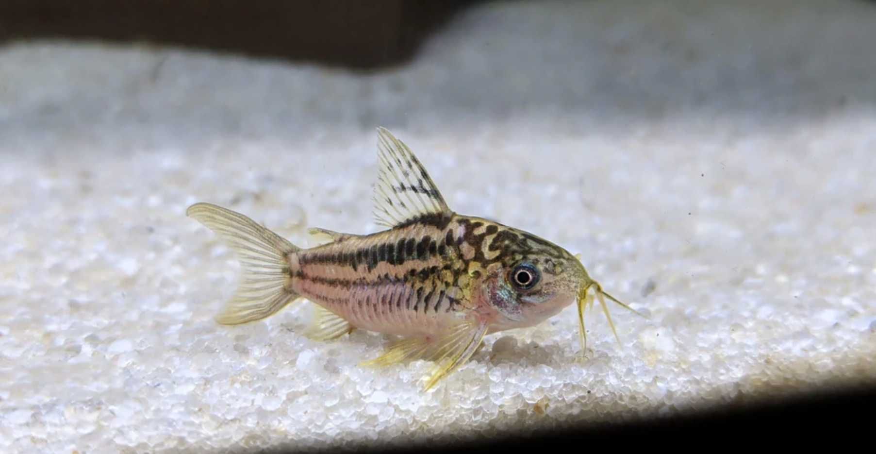 Kirysek nadobny - Corydoras elegans - Kirys - dowozimy, wysyłamy