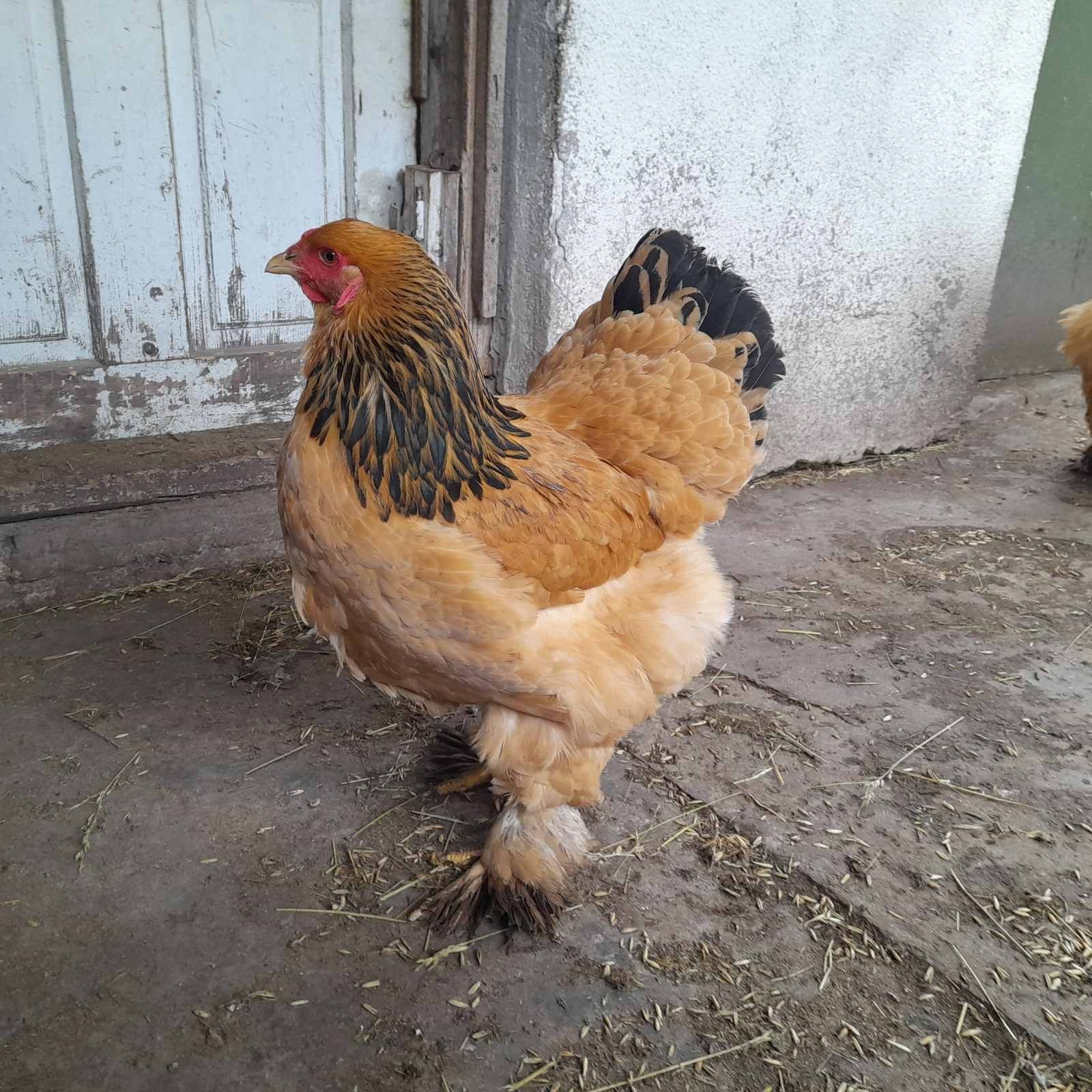 Кури, циплята,яйця... Брама