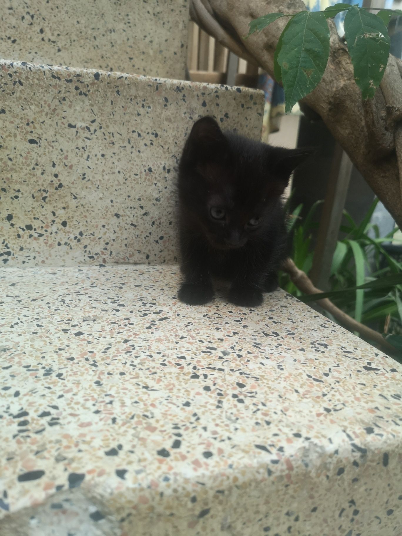 Gatinhos pretos para adoção