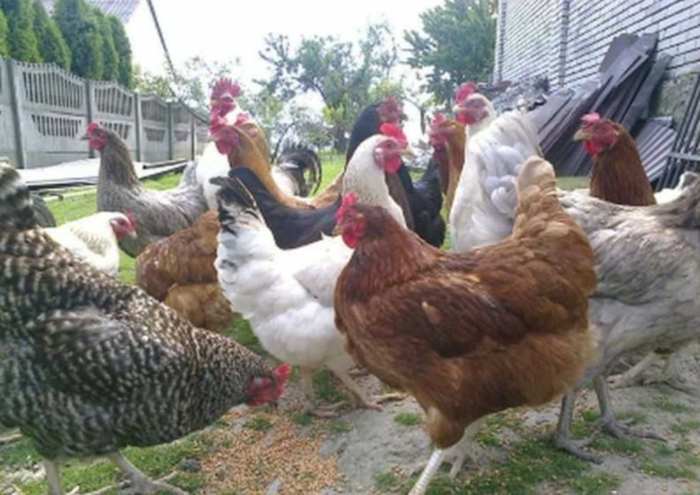 Jaja wiejskie jajka od szczęśliwych kurek ekologiczne zdrowe jaja