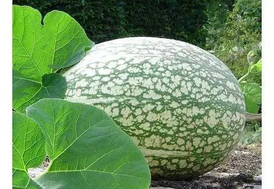 Chila biológica, sem qualquer tratamento químico.