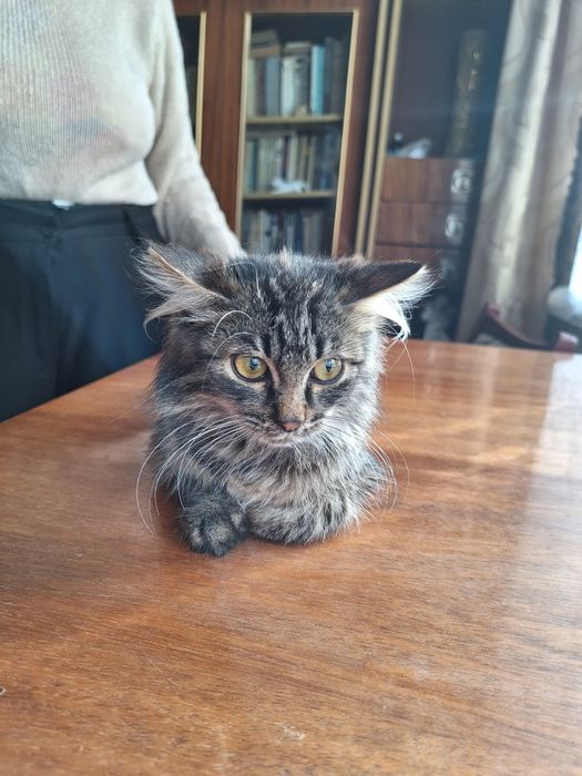 Маленька довгошерстна дівчинка 3,5 міс