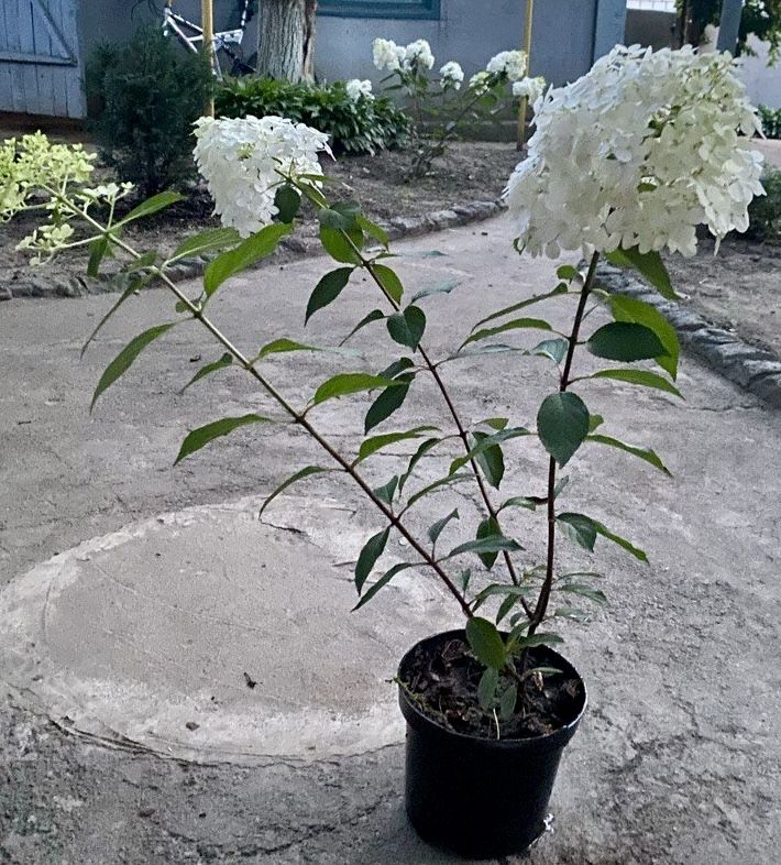 Гортензія волотиста Vanille Fraise 2х річка