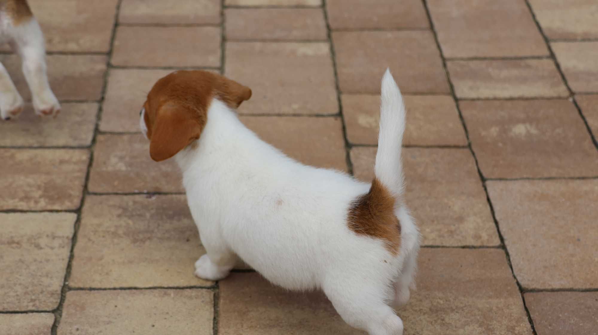 Suczka MONA Jack Russell Terrier z hodowli "BREFIO "/bad.genetyczne