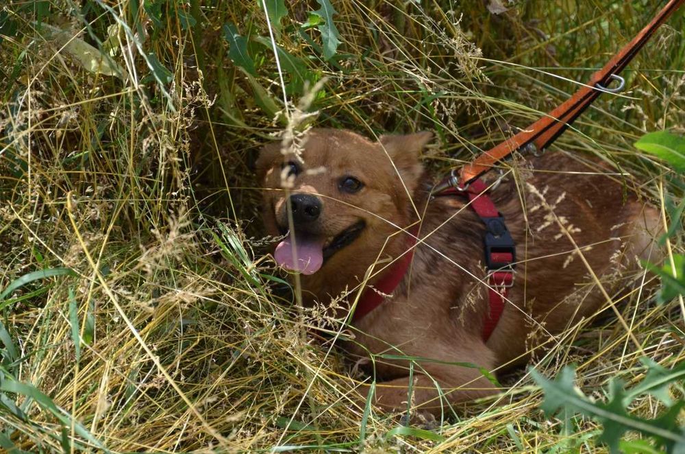 Rafi mały przerażony rudy piesek błaga o szansę ADOPCJA
