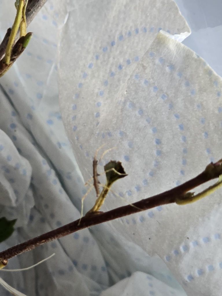 Oddam młode patyczaki rogate