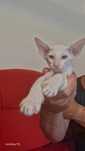 Orientalny, Peterbald kociak