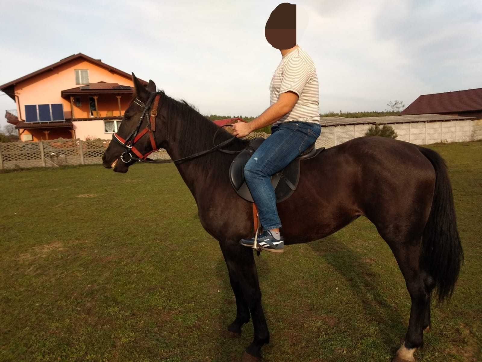 Klacze Ślaskie Klacz Ślaska koń Śląski