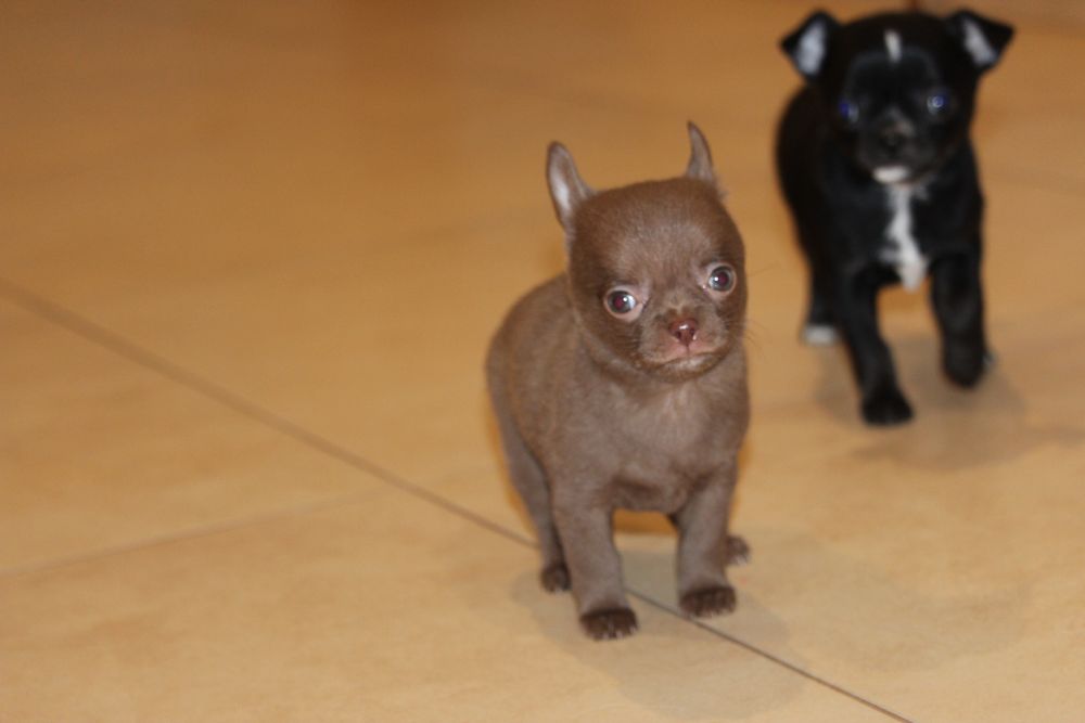 Chihuahua piesek