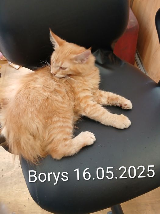 Sprzedam kocurka rasy Maine Coon urodzonego 16.05.2025 ,,BORYS