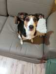 Oddam suczkę rasy Jack Russell terrier w dobre rece