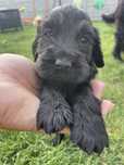 Chlopczyk cocker spaniel angielski czarny