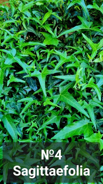 Плющ разный красочный