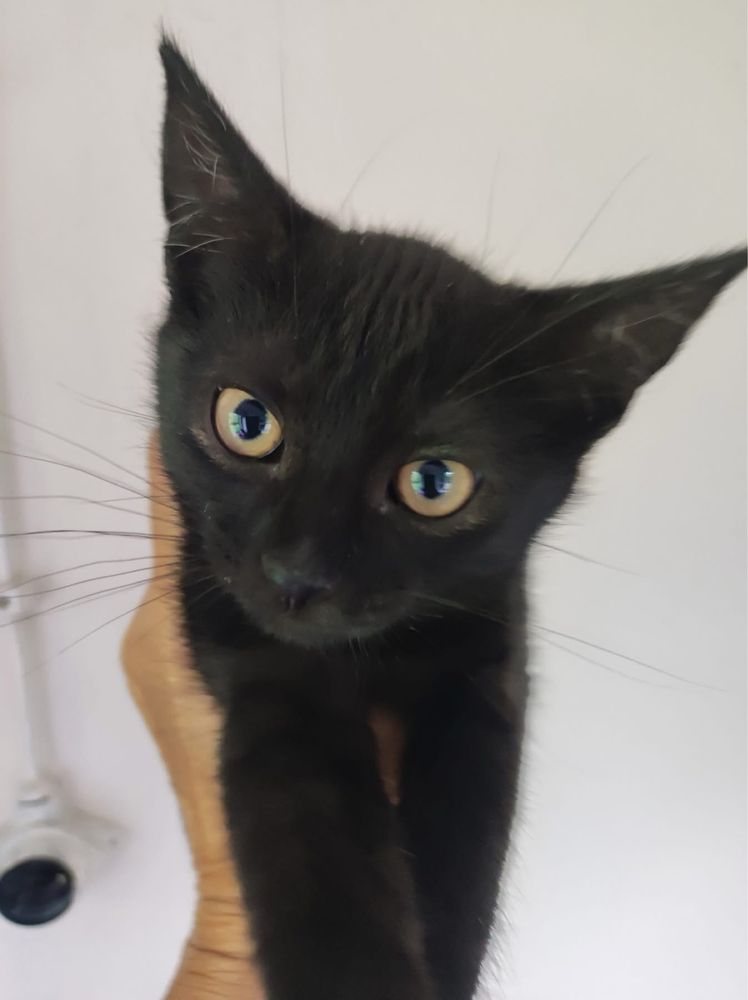 Edi i Fredi czarne kotki kot kociak oddam za damro do adopcji
