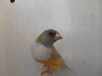 Diamantes de gould