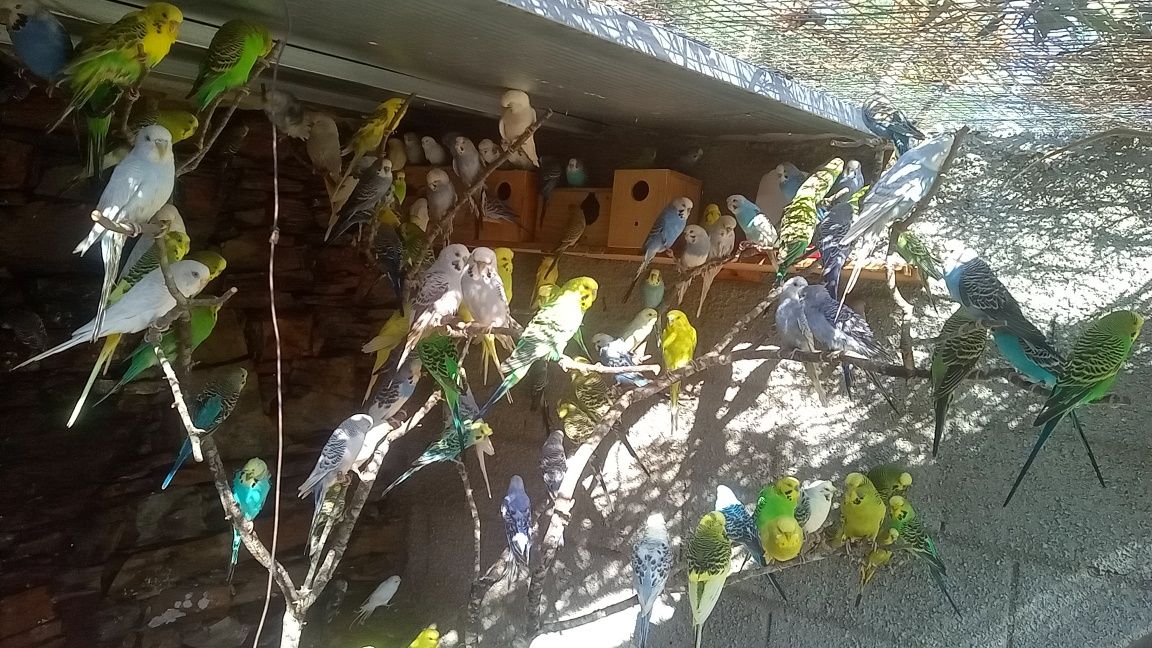 Aves piriquitos.