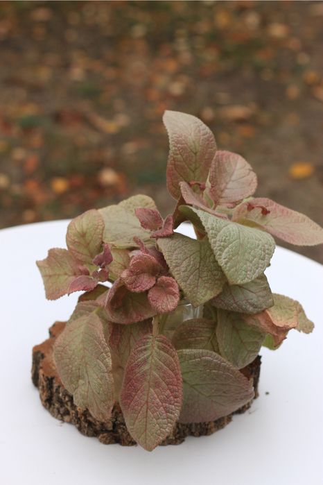 Епісція Золота Осінь, Episcia Golden Autumn