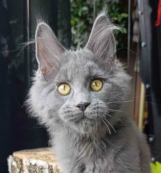 Niebieski Maine Coon - hodowlany - FPL