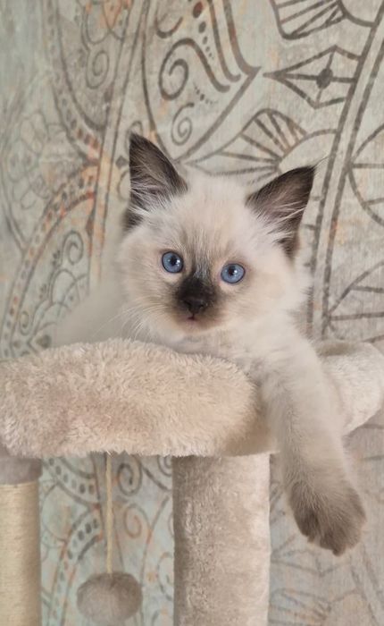 RAGDOLL 8-mio tygodniowe cudo.