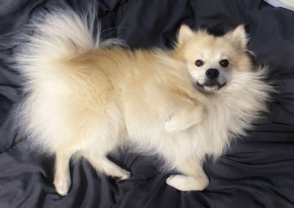 Хлопчик шпіц шукає дівчинку