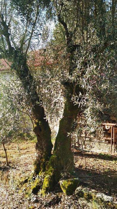 oliveira centenária Olea europaea L arvore azeitona