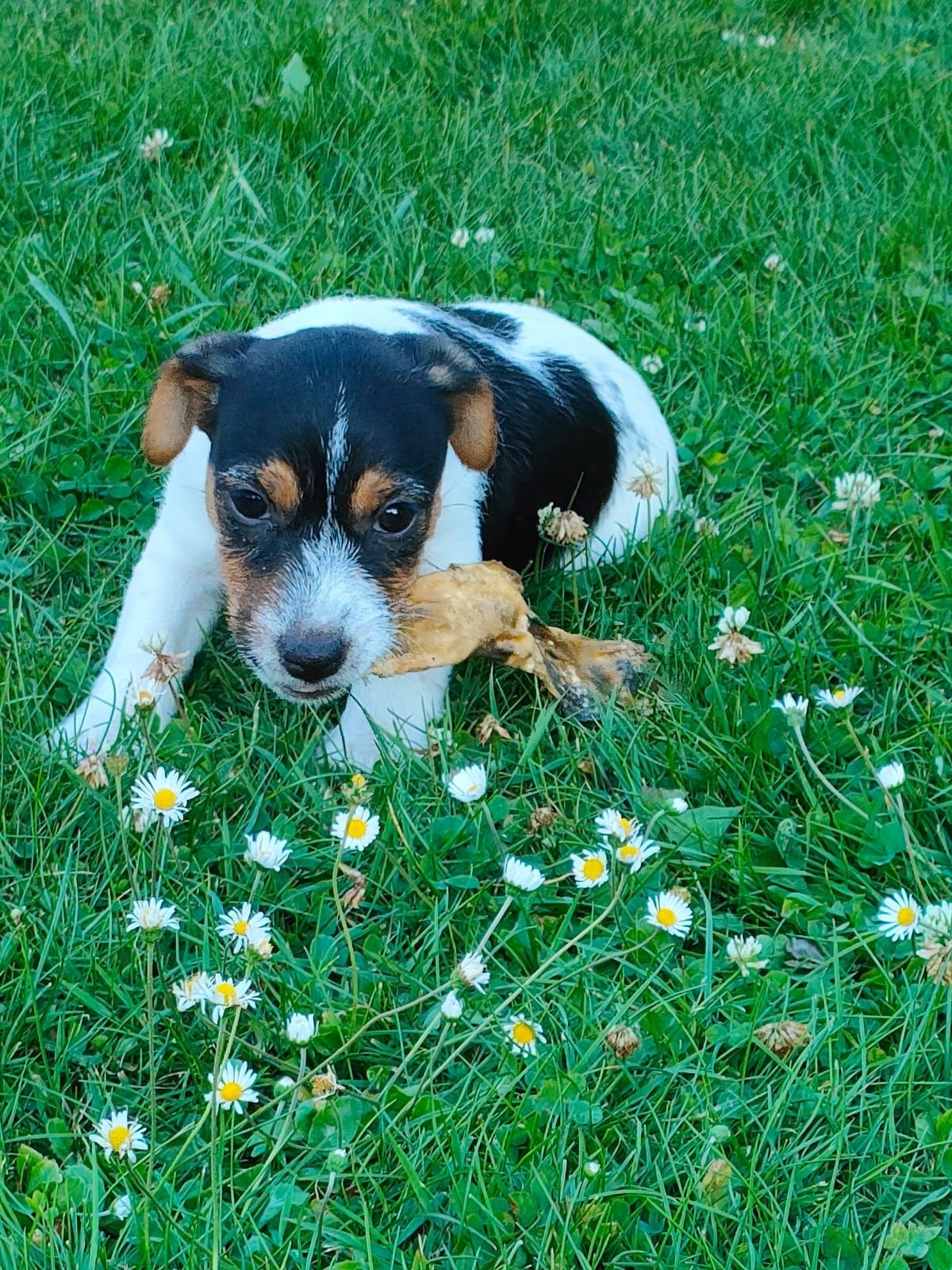 Jack Russell terrier suczka