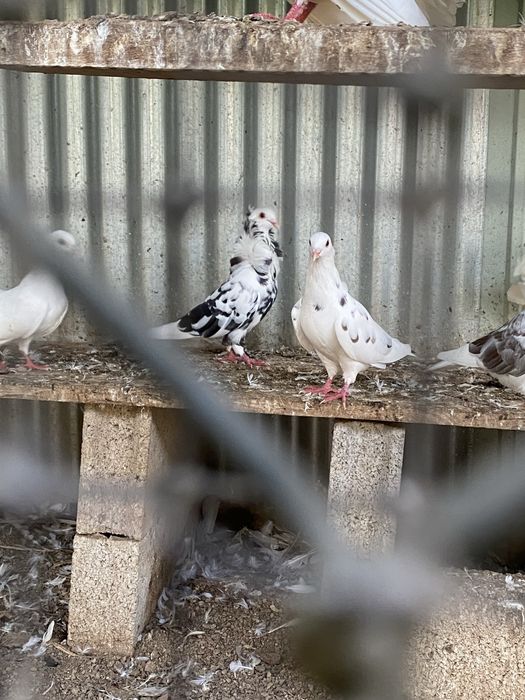 Pombas de leque e capuchino