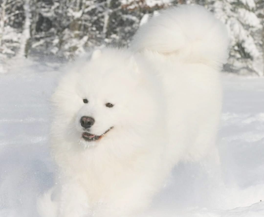Samojed szczenię suczka samoyed