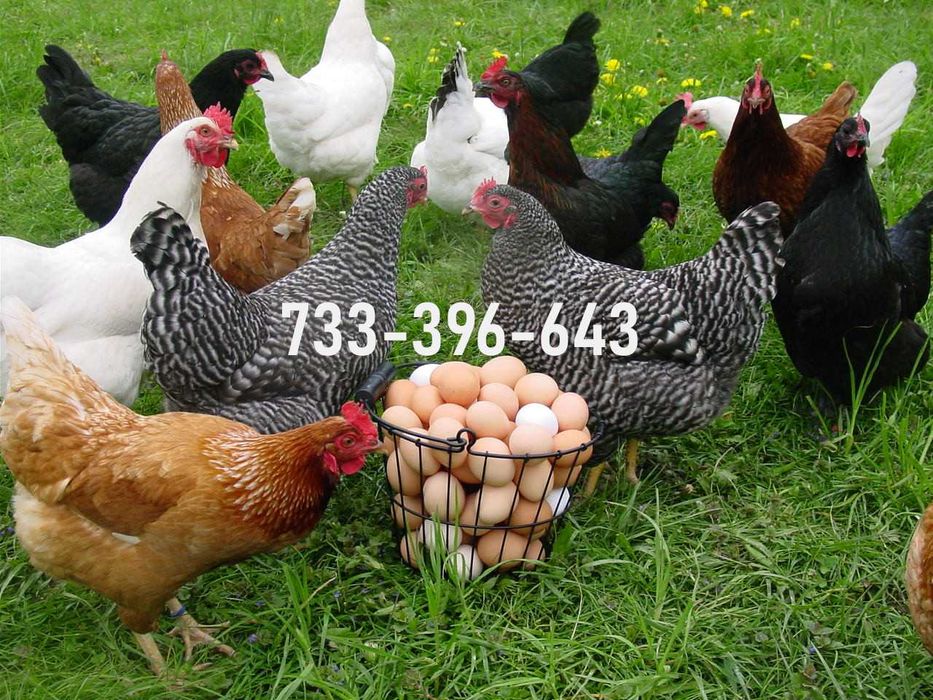 Kury Nioski Lohmann Brown Sandy Rosa Leghorn Dominant Greenshell