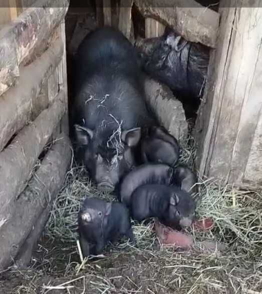 Продам Свиней в'єтнамської породи! ДОМАШНІ!